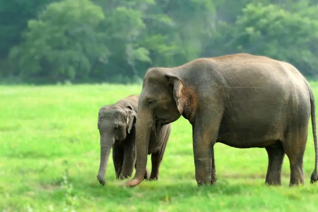 elephants-in-sri-lanka